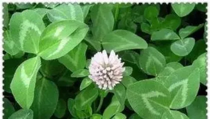 白花檵木如何养殖,白花檵木的养殖技巧与养护要点3