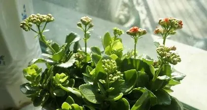 How to care for Kalanchoe to make it bloom, care guide to help you get a pot full of flowers3