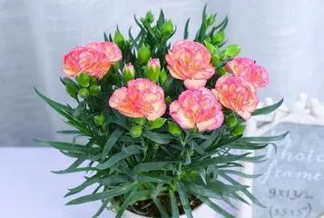 Carnation Care Guide, from Soil to Pest Control 1