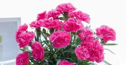 Carnation Care Guide, from Soil to Pest Control 2
