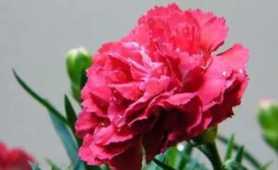 Carnation Care Guide, from Soil to Pest Control 3