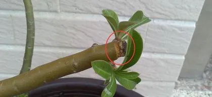 Desert Rose Propagation: Detailed Steps and Care Tips2