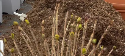 Selection and Maintenance of Potted Hydrangeas (Which is better, deep or shallow pot? How to master suitable soil and water?) 1