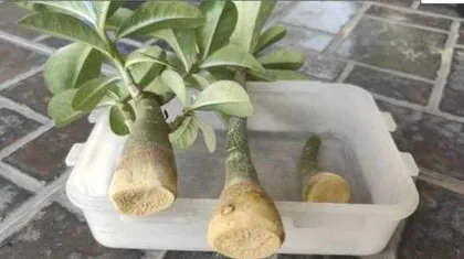 Desert Rose Propagation: Detailed Steps and Care Tips3