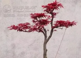 How to care for bonsai Japanese maple 1