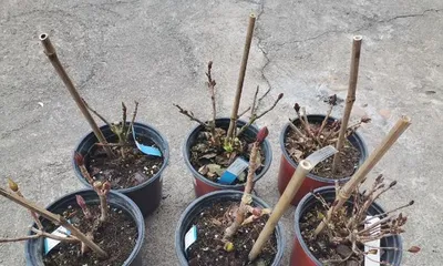 Selection and Maintenance of Potted Hydrangeas (Which is better, deep or shallow pot? How to master suitable soil and water?) 2