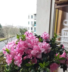 杜鹃花怎么养家庭养法,杜鹃花家庭养护攻略1