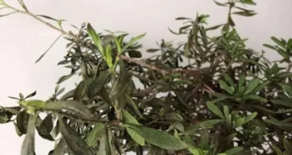 How to Revive Dried Azalea Leaves (What to do if azalea leaves are dry? Azalea care tips) 1