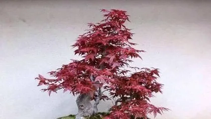 How to care for bonsai Japanese maple 2