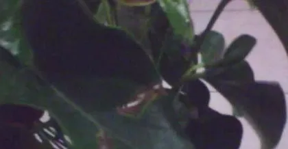 What to do with rotten Anthurium leaves, Analysis and care guide for Anthurium leaf rot 1