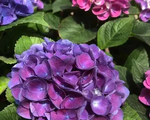 Selection and Maintenance of Potted Hydrangeas (Which is better, deep or shallow pot? How to master suitable soil and water?) 3