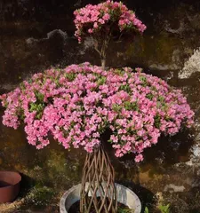 How to Revive Dried Azalea Leaves (What to do if azalea leaves are dry? Azalea care tips) 2