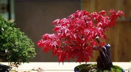 How to care for bonsai Japanese maple 3