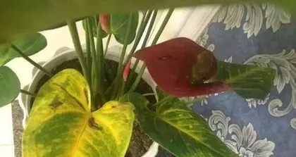 What to do with rotten Anthurium leaves, Analysis and care guide for Anthurium leaf rot 2