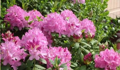 杜鹃花怎么养家庭养法,杜鹃花家庭养护攻略3