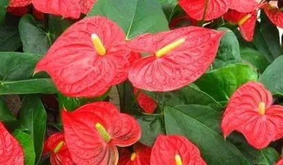 What to do with rotten Anthurium leaves, Analysis and care guide for Anthurium leaf rot 3