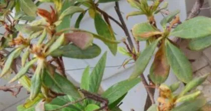 How to Revive Dried Azalea Leaves (What to do if azalea leaves are dry? Azalea care tips) 3