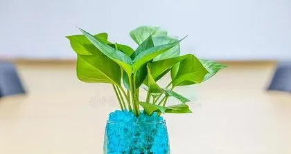 什么植物适合水培,轻松养护，增添家居绿意1