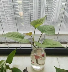 什么植物适合水培,轻松养护，增添家居绿意2