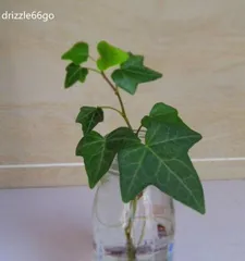 什么植物适合水培,轻松养护，增添家居绿意3