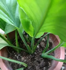 Guangzhou Evergreen Care Tips (From Plant Selection to Daily Care, Teaching You to Make Your Evergreen Grow in Abundance!) 1