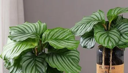 Guangzhou Evergreen Care Tips (From Plant Selection to Daily Care, Teaching You to Make Your Evergreen Grow in Abundance!) 2