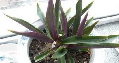 Guangzhou Evergreen Care Tips (From Plant Selection to Daily Care, Teaching You to Make Your Evergreen Grow in Abundance!) 3