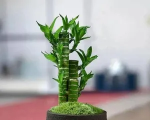The Difference Between Goddess of Mercy Bamboo and Lucky Bamboo, Analysis of Morphological, Symbolic and Care Differences 1