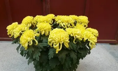 揭秘菊花的真实身份——它究竟是不是落叶植物?(探究菊花的生态习性、繁殖方式及分类特征)1