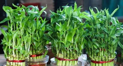 The Difference Between Goddess of Mercy Bamboo and Lucky Bamboo, Analysis of Morphological, Symbolic and Care Differences 2