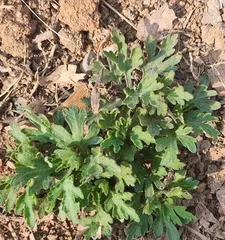 揭秘菊花的真实身份——它究竟是不是落叶植物?(探究菊花的生态习性、繁殖方式及分类特征)2