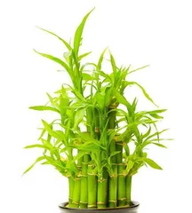 The Difference Between Goddess of Mercy Bamboo and Lucky Bamboo, Analysis of Morphological, Symbolic and Care Differences 3