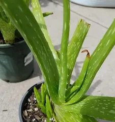 A Complete Guide to Aloe Vera Cultivation (Unveiling the secrets of suitable soil and maintenance methods to help you easily reap a bountiful harvest)2