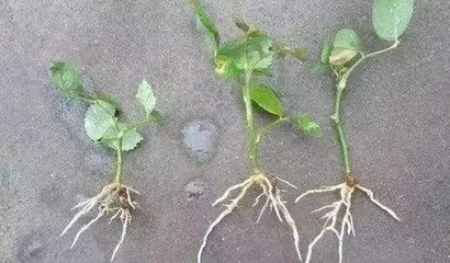 朱砂怎么扦插,朱砂根扦插繁殖技巧与养护指南1