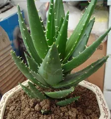 A Complete Guide to Aloe Vera Cultivation (Unveiling the secrets of suitable soil and maintenance methods to help you easily reap a bountiful harvest)3