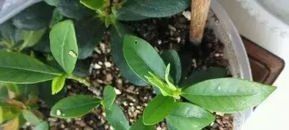 朱砂怎么扦插,朱砂根扦插繁殖技巧与养护指南2