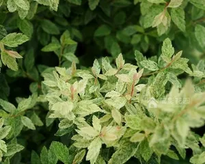 揭秘菊花的真实身份——它究竟是不是落叶植物?(探究菊花的生态习性、繁殖方式及分类特征)3