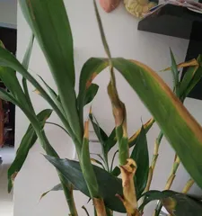 Lucky Bamboo Winter Care Guide (How to Help Lucky Bamboo Safely Overwinter) 1