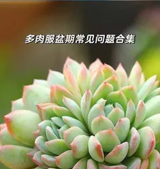Care Tips for Luo Succulent (Master the correct watering, fertilizing, and repotting time to make your Luo succulent grow better) 1