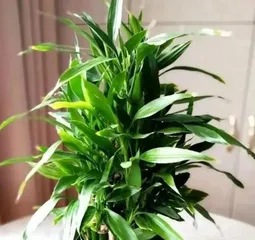 Lucky Bamboo Winter Care Guide (How to Help Lucky Bamboo Safely Overwinter) 2