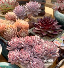 Care Tips for Luo Succulent (Master the correct watering, fertilizing, and repotting time to make your Luo succulent grow better) 2