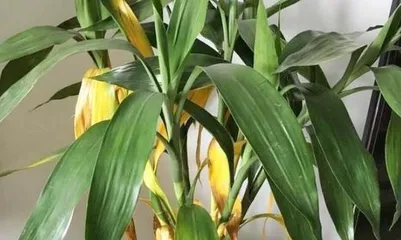 Lucky Bamboo Winter Care Guide (How to Help Lucky Bamboo Safely Overwinter) 3