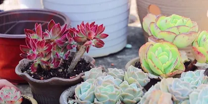 Care Tips for Luo Succulent (Master the correct watering, fertilizing, and repotting time to make your Luo succulent grow better) 3