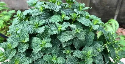 怎么养薄荷,室内外养护技巧与实用妙用2