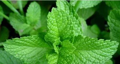 怎么养薄荷,室内外养护技巧与实用妙用3