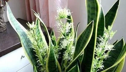 虎皮兰为什么不能浇啤酒,“揭秘虎皮兰不宜浇啤酒的真相与养护技巧”2