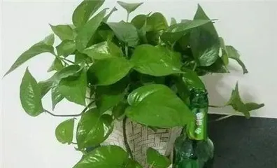 虎皮兰为什么不能浇啤酒，“揭秘虎皮兰不宜浇啤酒的真相与养护技巧”3