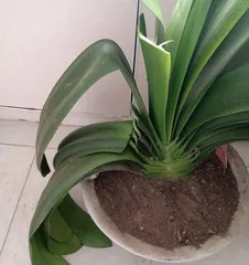 君子兰怎么剪叶,君子兰剪叶技巧与养护指南1