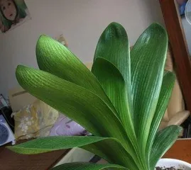 君子兰怎么剪叶,君子兰剪叶技巧与养护指南2