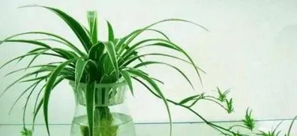 吊兰可以水养吗,轻松养护，观赏性提升1